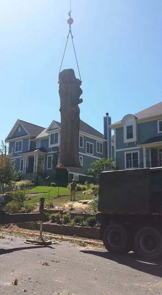Tree log segment being lifted by crane near homes