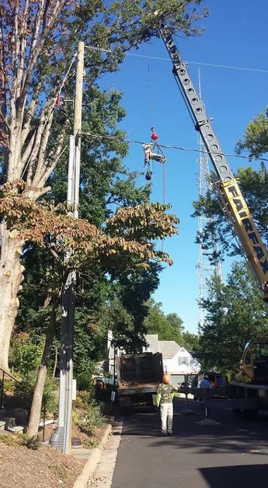 Crane operation removing tree sections near utility lines