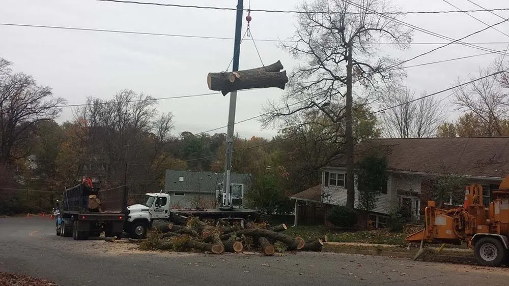 Large tree section suspended over truck and work site