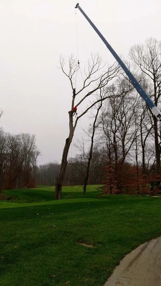 Crew member cutting a tall trunk during crane-supported removal