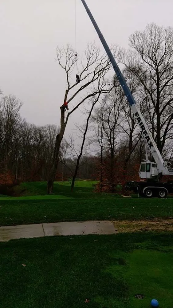 Crane handling overhead tree work on a large lawn