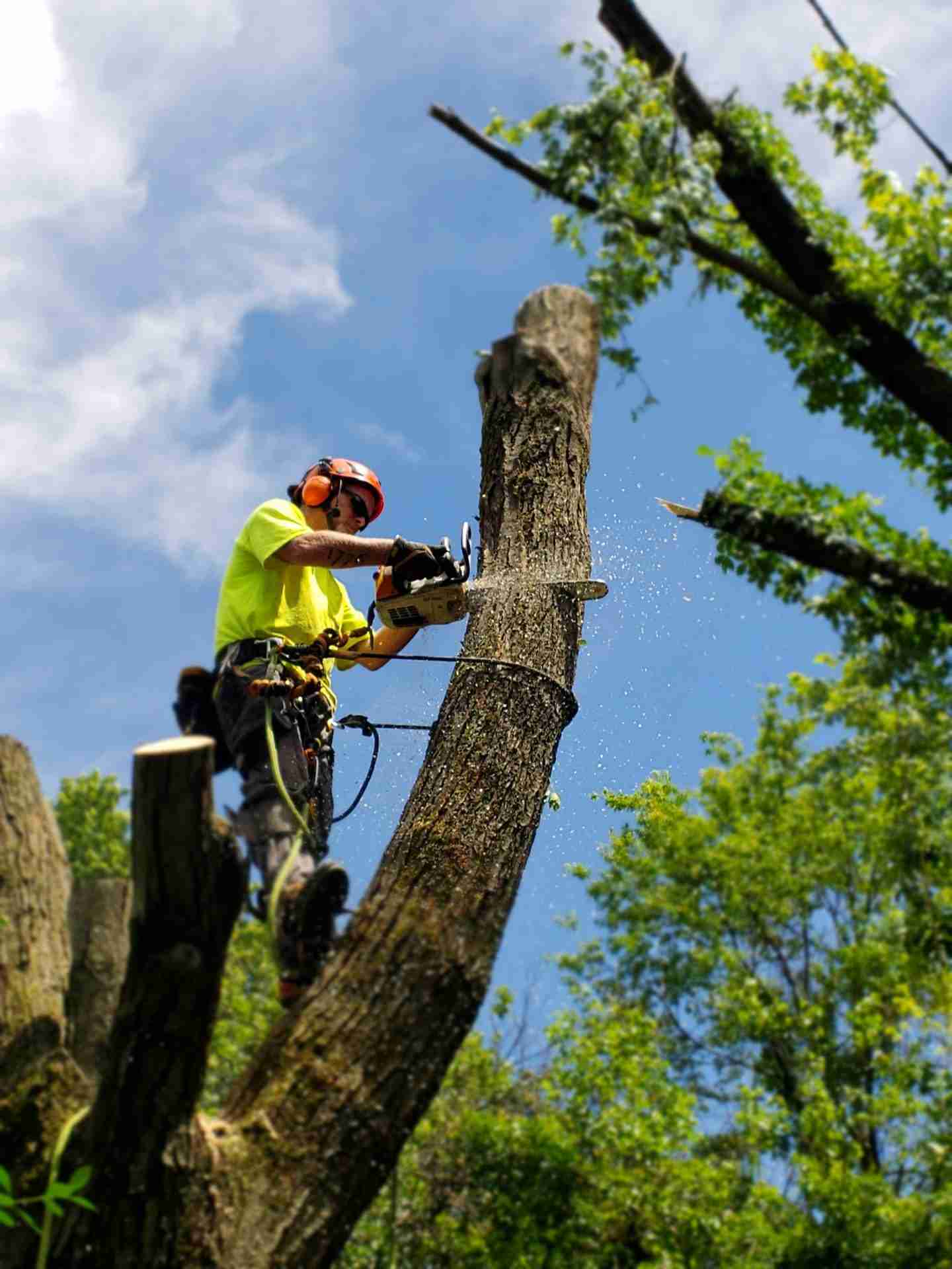 Arborist cutting a tree trunk for safe removal