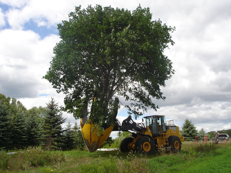 Tree spade machine relocating a mature tree