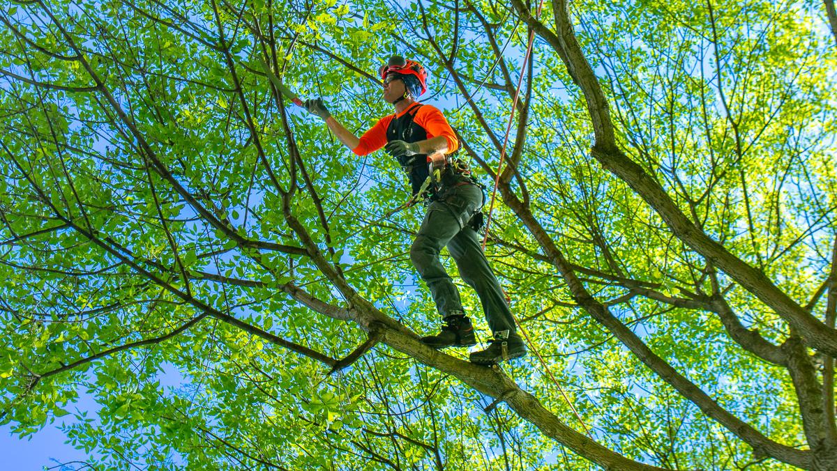 Arborist pruning tree canopy branches